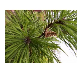 pine tree